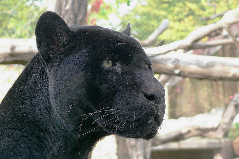 BLACK PANTHER (hinter Glas)