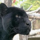 BLACK PANTHER (hinter Glas)