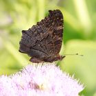 Black Papillon 