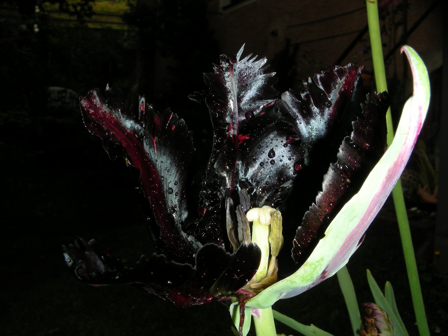 Black Parrot