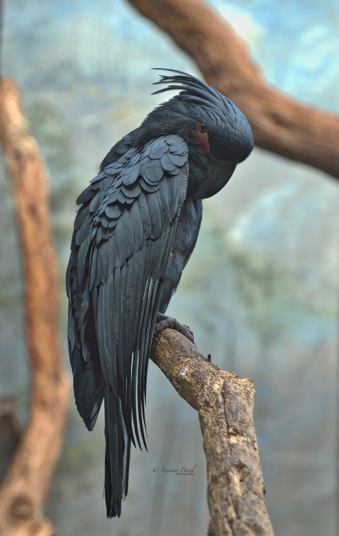 Black Parrot