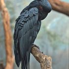 Black Parrot