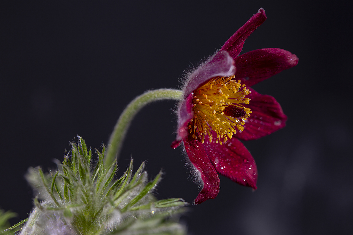 black pasqueflower