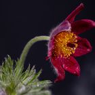 black pasqueflower