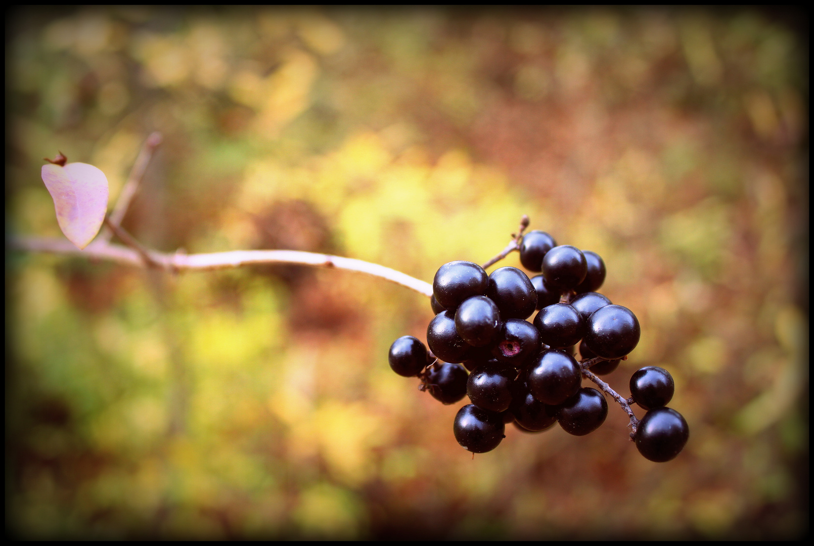 black pearls