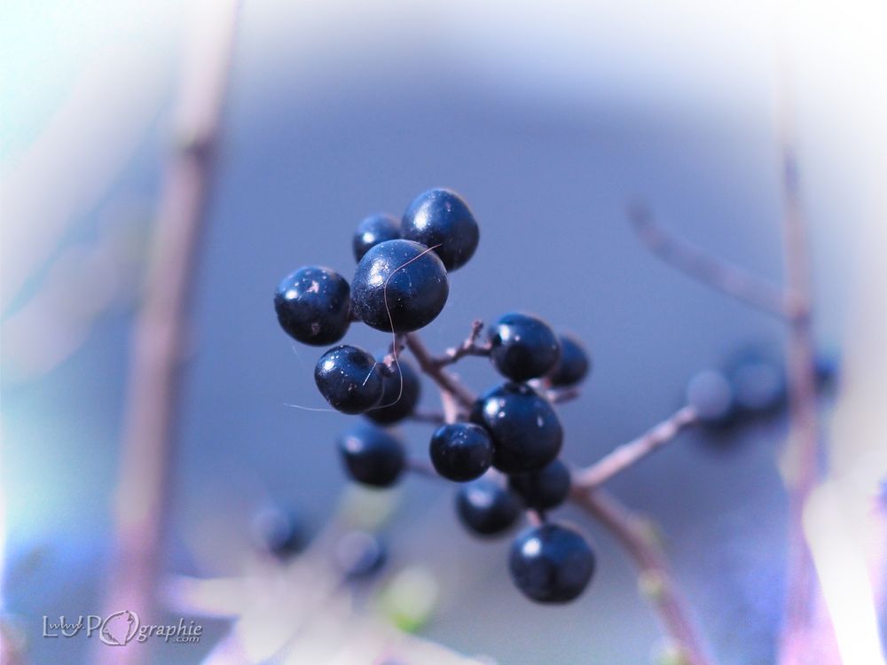 Black Pearls