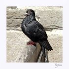 "Black pigeon"