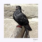 "Black pigeon"