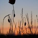 Black Poppy