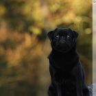 black pug