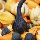 Black Pumpkin - Pumpkin-Festival Berlin