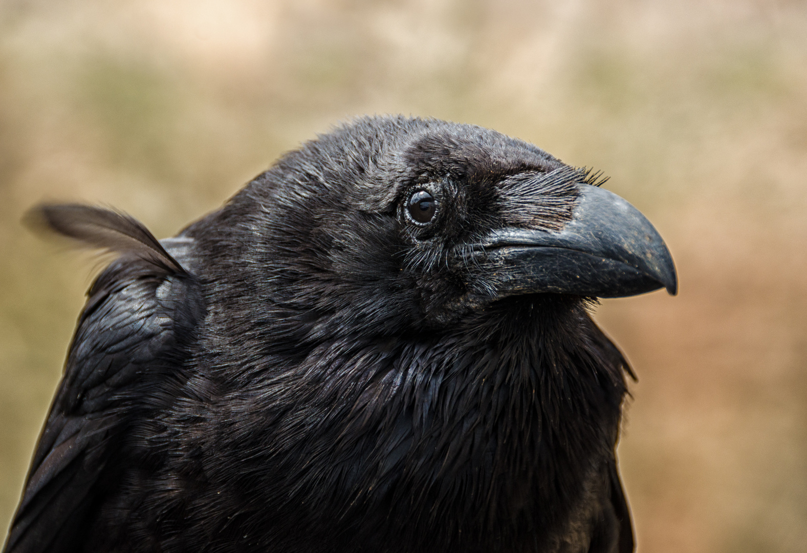 Black Raven