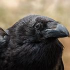 Black Raven