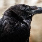 Black Raven