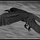 Black raven