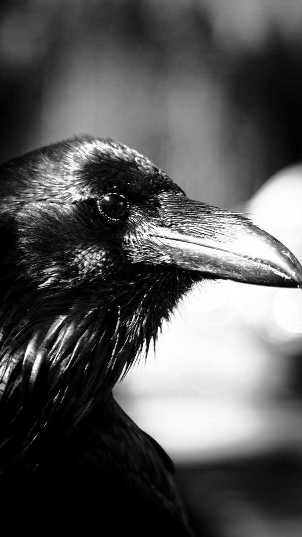 Black Raven II