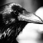 Black Raven II