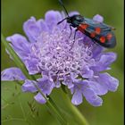 ...Black, Red ...and Blue Velvet...