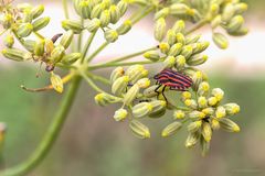 black-red bug