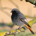 Black redstart