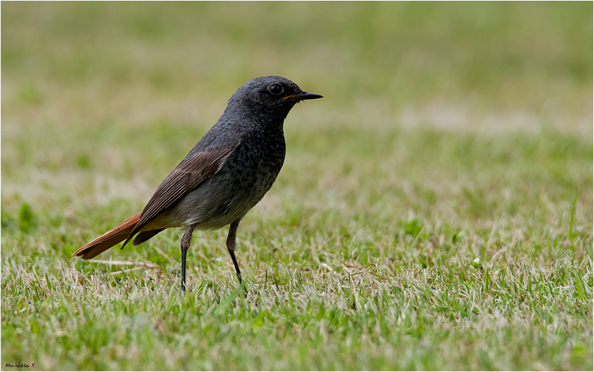 Black redstart