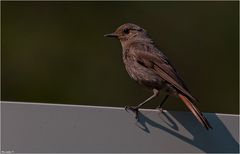 Black redstart