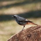 Black Redstart