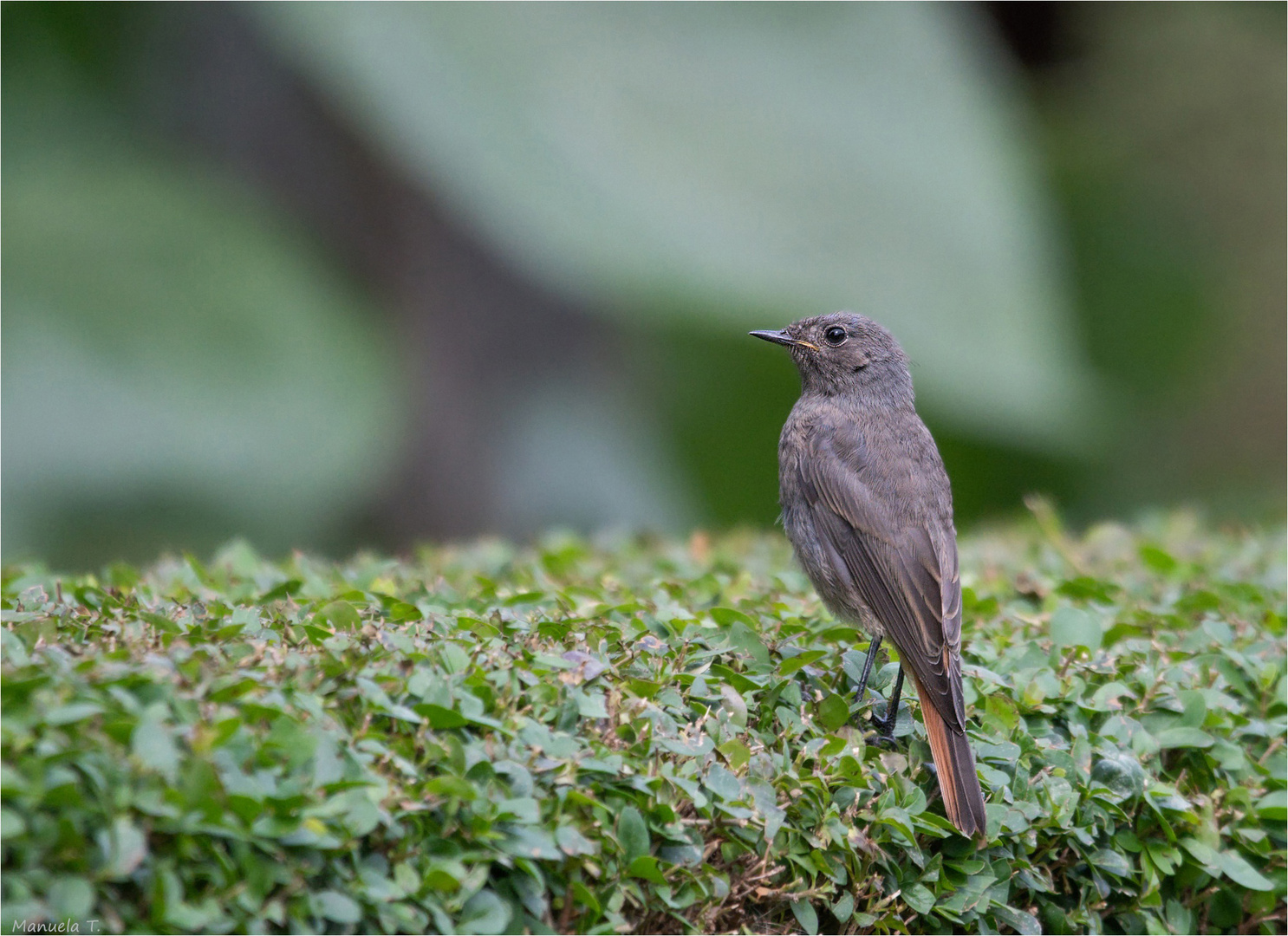 Black redstart female