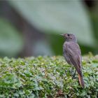 Black redstart female