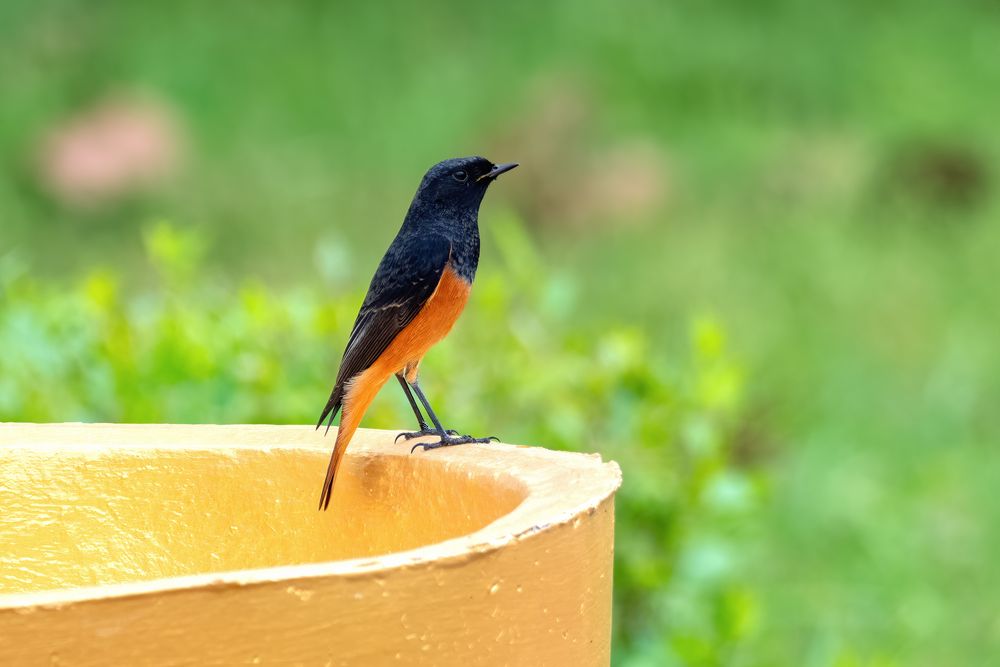 Black Redstart rufiventris