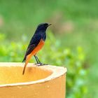 Black Redstart rufiventris