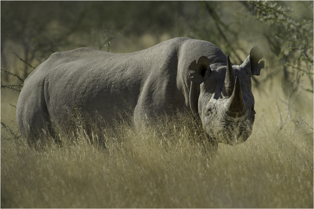 Black Rhino