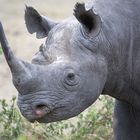 Black Rhino