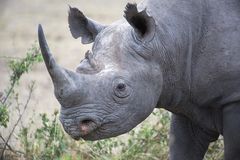 Black Rhino