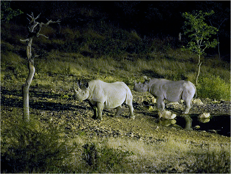 Black Rhino