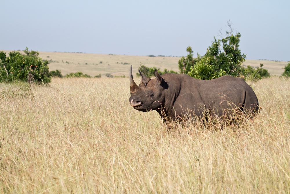 Black Rhino 1