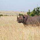 Black Rhino 1