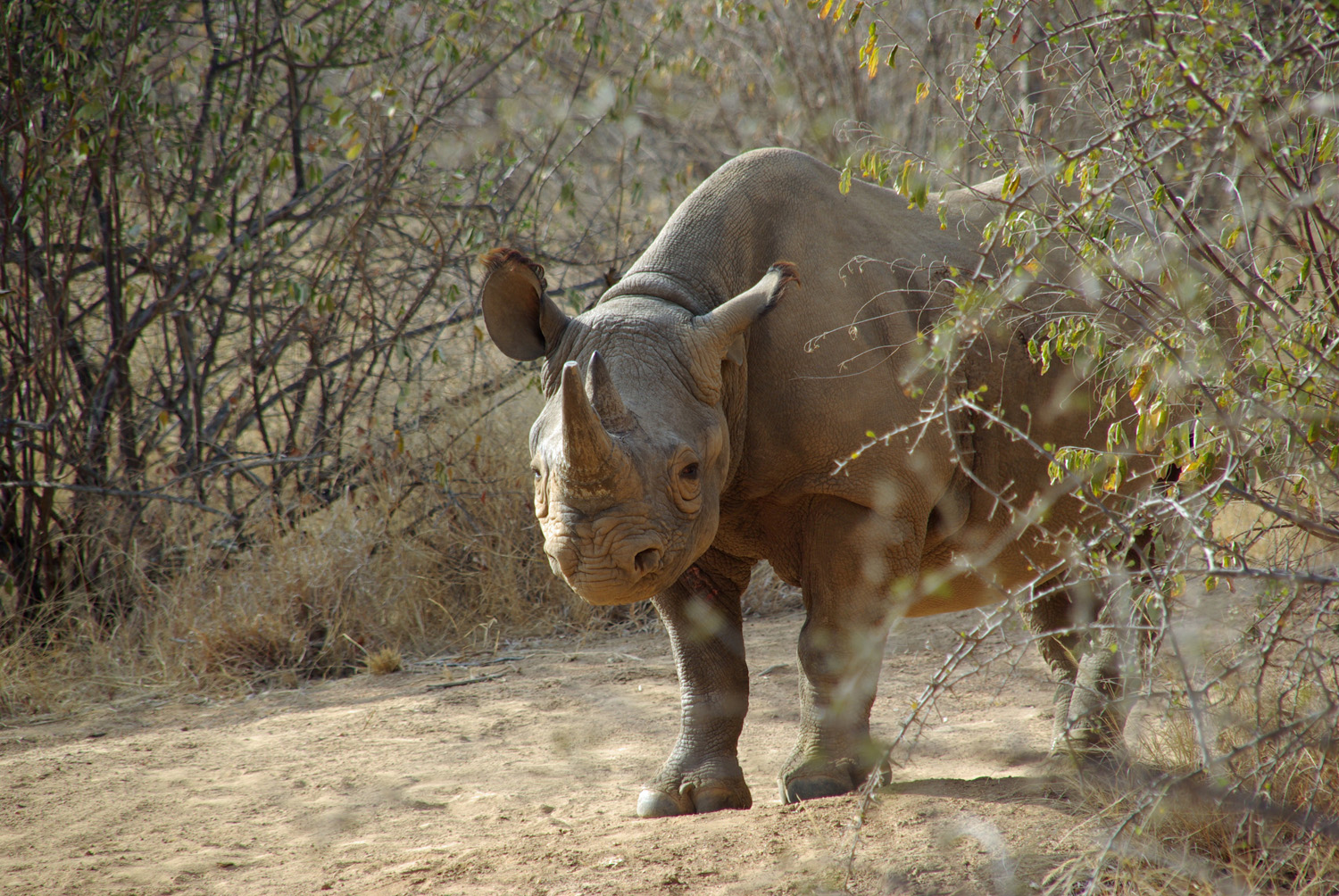 Black Rhino