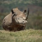 *** BLACK RHINO ***