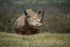 *** BLACK RHINO ***