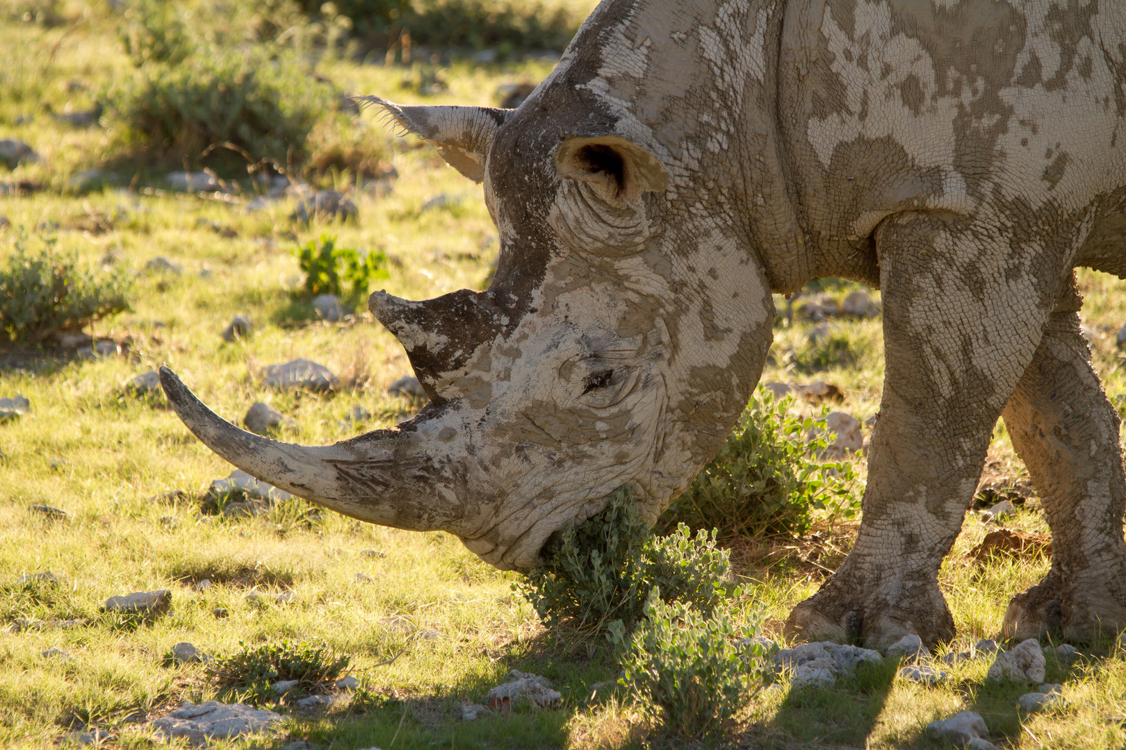 Black Rhino