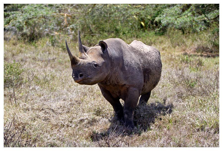 Black Rhino