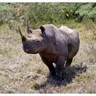 Black Rhino