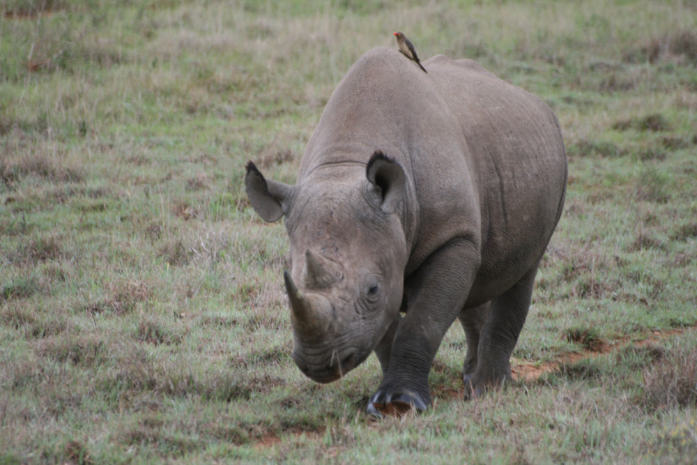 Black Rhino