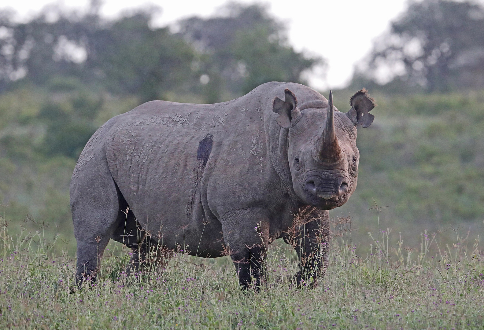 Black Rhino