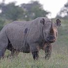 Black Rhino