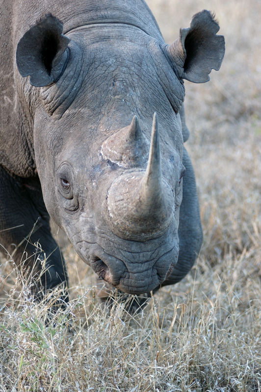 Black Rhino, ich bin der gefährliche!