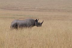 Black Rhino in Masai Mara