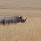 Black Rhino in Masai Mara