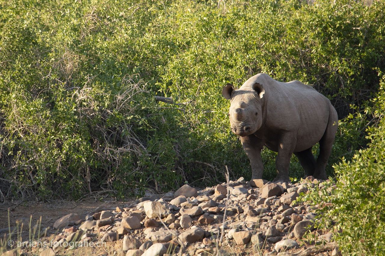 Black Rhino Male